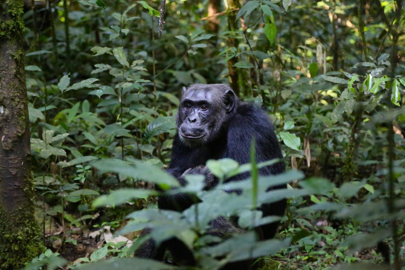 Uganda Chimp Trekking