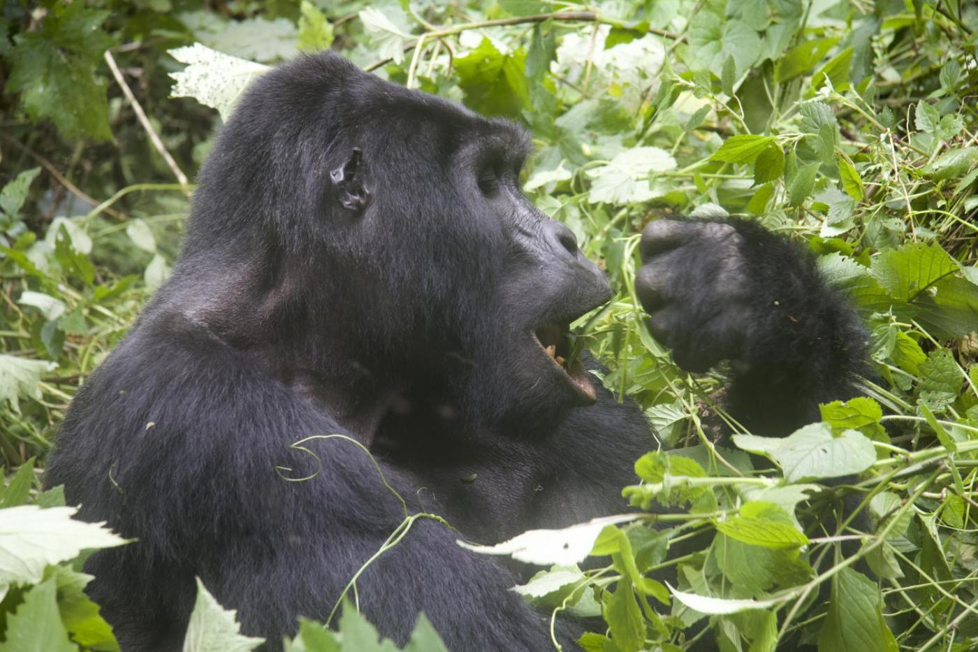 Uganda Gorilla & Wildlife Safari