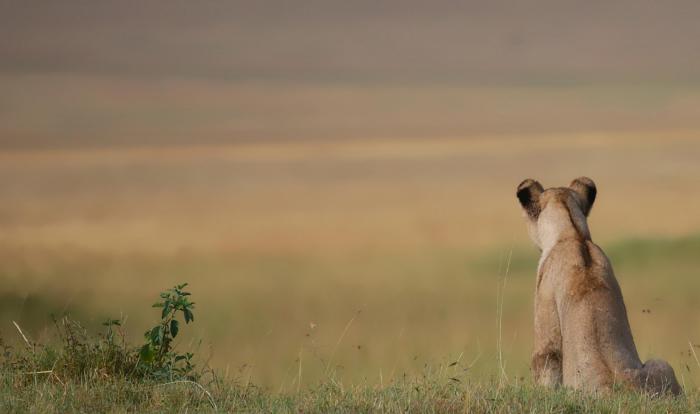 The Roar of Mara travel with Earthy Hues
