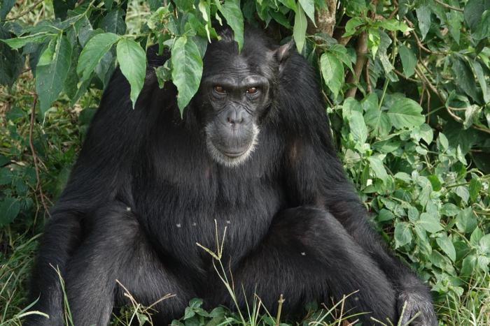 Uganda Gorilla Trek travel with Earthy Hues