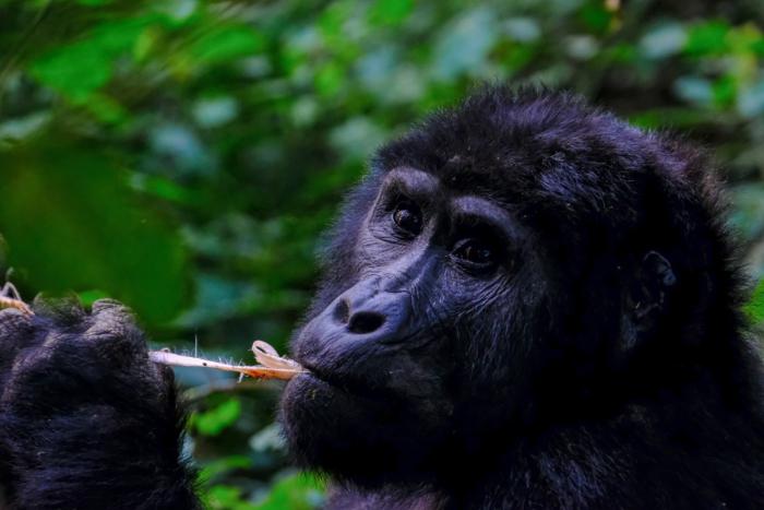 Rwanda Golden Monkey Trek
