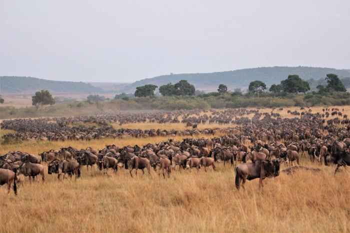 Kenya Great Migration Safari travel with Earthy Hues