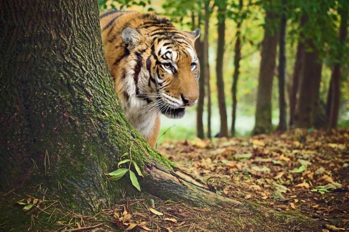 Tiger Trails travel with Earthy Hues