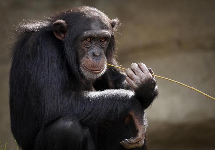 Uganda Chimp Trekking travel with Earthy Hues