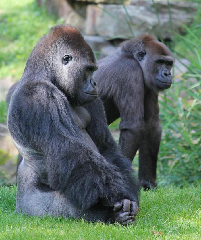 Rwanda Gorilla Trek travel with Earthy Hues